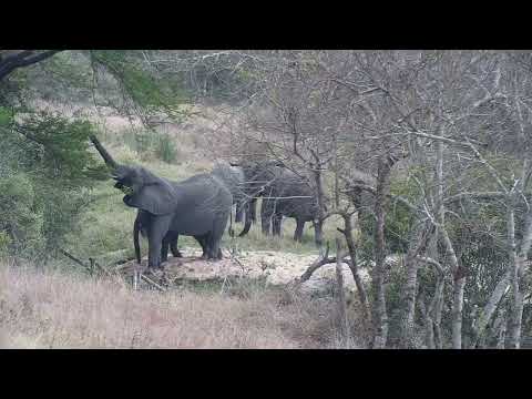 Djuma: Small group of Elephants and three Hippos - 08:09 - 09/09/2023