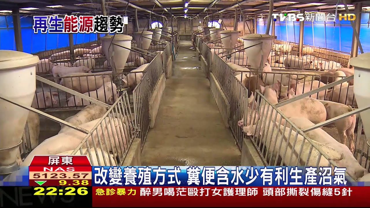 豬廠糞便變黃金　沼氣發電年省3百萬元