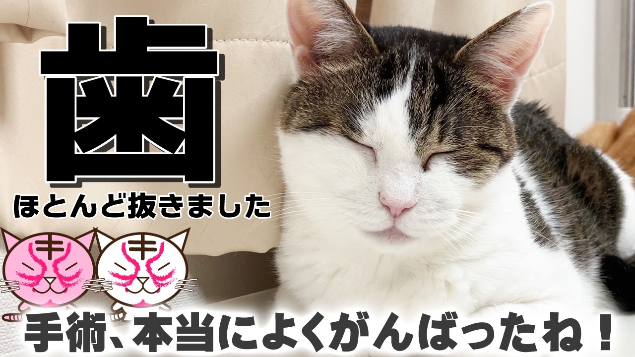 【猫の歯周病】歯をほぼ全部抜く手術をしました