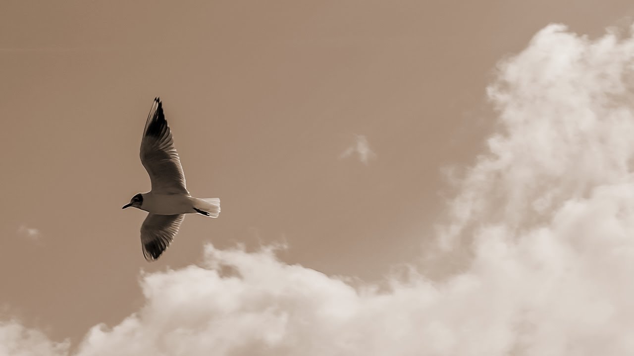 ブルーバード - いきものがかり（フル）