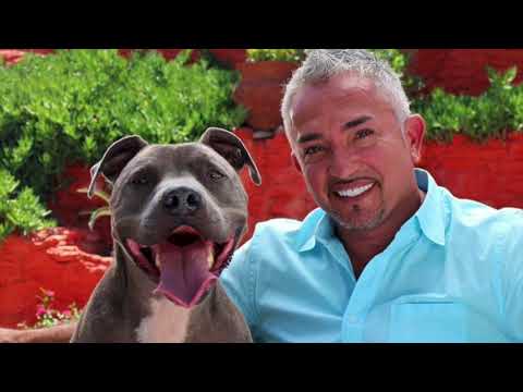 Breed-Specific Legislation