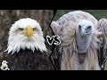 EAGLE VS VULTURE - Which is The Strongest?
