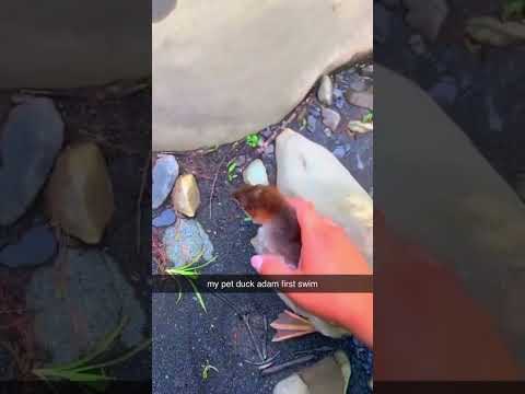 My pet duck Adam going for his first swim😭 #4k