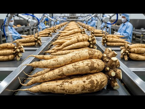 Inside a Tapioca Starch Factory: How Fresh Cassava Roots Become Fine White Powder