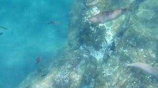 preview picture of video 'Snorkeling Puerto del Carmen, Lanzarote'