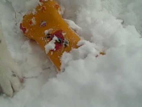 Nipper's Excellent Snow Day