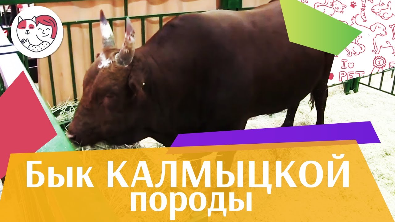 БЫК КАЛМЫЦКОЙ ПОРОДЫ Агропромышленная выставка Золотая осень 2016 iLikePet