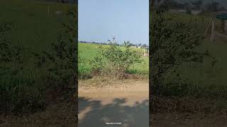  Agricultural Land for Sale in Pipariya, Jabalpur