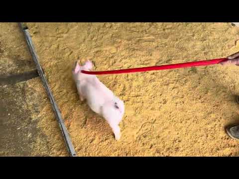 XB106-8 Chester appearing