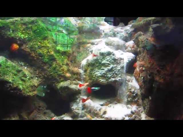 500 Gallon Fish Tank SetUp with Underwater Waterfall