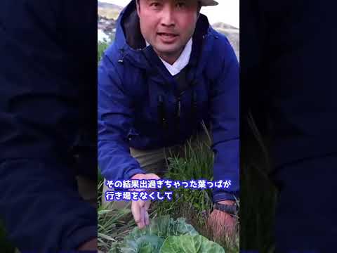 ゼラニウムと組み合わせる植物はどれですか?庭や野菜畑にぴったりの12種類のコンパニオンプランツ  庭園