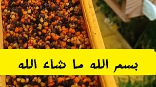 جمع حبوب اللقاح من خلايا النحل ,فوائد حبوب اللقاح كبيرة