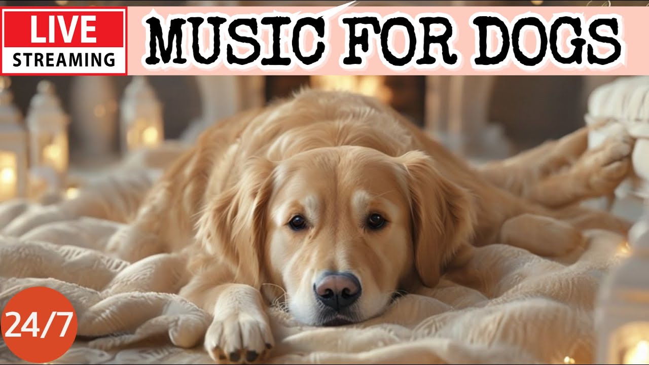 🔴[LIVE] Dog Music🎵Dog Calming Music🐶💖Separation Anxiety Relief💖🦮Relaxing Music for Dog Sleep🎵🔴1