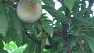 my Peach Plum Tree Cartersville Ga