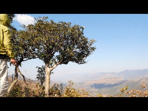 Small Beautiful Trees