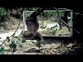Vine or branch in hand, gorillas and chimps are emboldened to attack their reflection in a mirror. DEFAULT Thumbnail