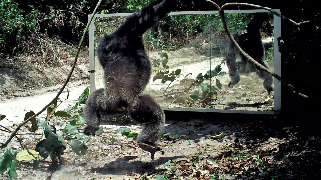 Vine or branch in hand, gorillas and chimps are emboldened to attack their reflection in a mirror.