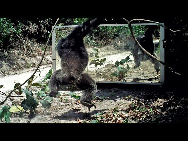 Vine or branch in hand, gorillas and chimps are emboldened to attack their reflection in a mirror. SDDEFAULT Thumbnail