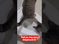 Wow Amazing Very Discipline Amazing Cats Animalshorts