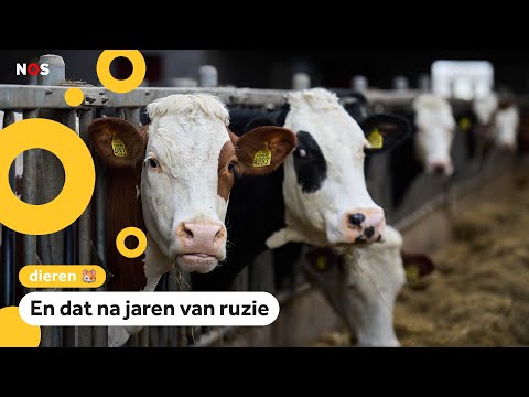 Afspraken gemaakt om boerderijdieren een beter leven te geven