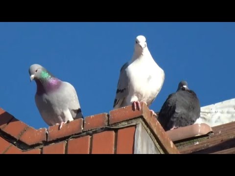 Pigeon Squadron 107 Part 3