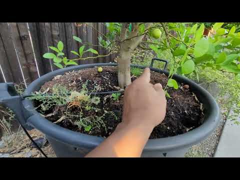 The Mexican Key Lime Tree | Grows Fast But Hates The Extreme Cold #containercitrus