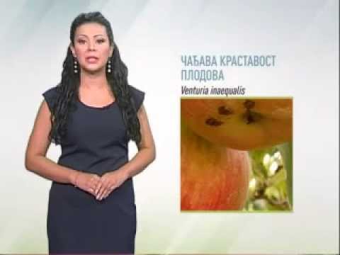 Zelena prognoza 8.8.2014. - Skladišne bolesti u proizvodnji jabuke