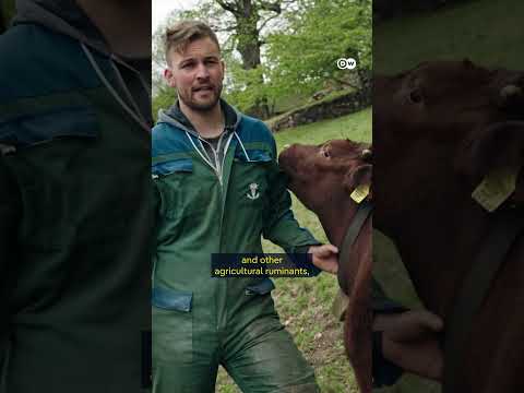 Cows: Saviors Of The Alps | Dw Documentary