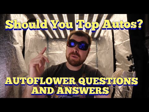 THINGS TO KNOW ABOUT AUTOFLOWERS - SHOULD YOU TOP?