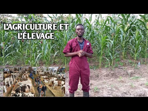 , title : 'L'Agriculture et L'Élevage / Exemple D'une Ferme Intégré Samassi Décortique'