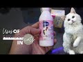 Panadol Use In Cats Urdu हिंदी
