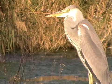 01220 Airone cenerino Ardea cinerea