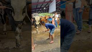 Download lagu Sapi raksasa banteng hitam #cow #sapi #sapiraksasa mp3
