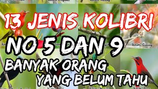 Download lagu 13 macam jenis Kolibri...no 5 dan 9 banyak orang yang belum tahu mp3
