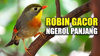 Download lagu KICAUAN SUARA BURUNG ROBIN GACOR NGEROL PANJANG DI KANDANG AVIARY SEDERHANA mp3