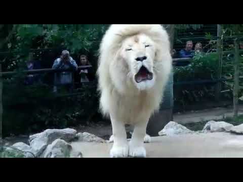 Leão branco rugindo (Withe lion roaring
