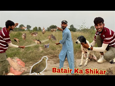 Pointer Dog Ky Sath Batair Ka Shikar Kiya😍 Bhot Sary Quail Paker Leay🥰