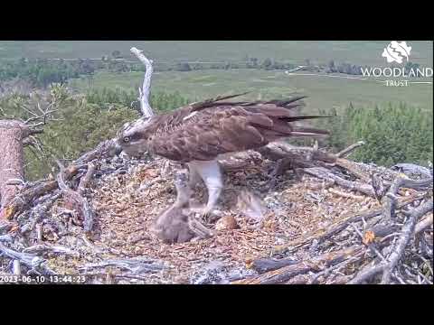 Loch Arkaig Osprey chick wakes up and throws a huge strop - mum Dorcha is the target 10 Jun 2023