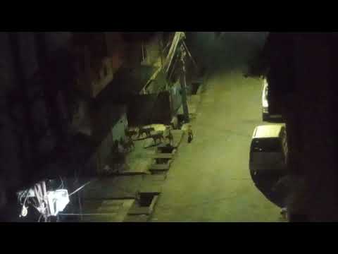 our street dogs at 11:30 #subscribe #