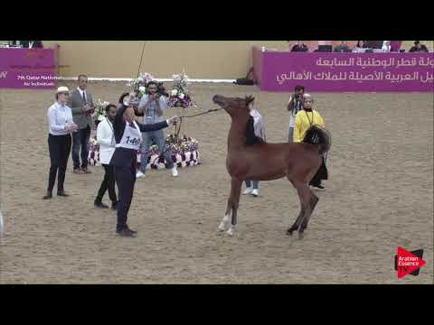 N.140 SARI UMM ALUDHAM - 2019 Qatar Individuals - Yearling Colts (Class 4B) .mp4