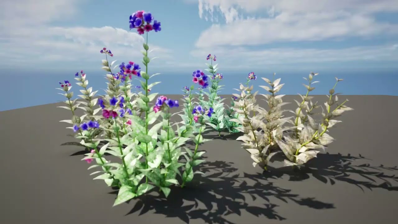 Lungwort flowering plants 3D Model