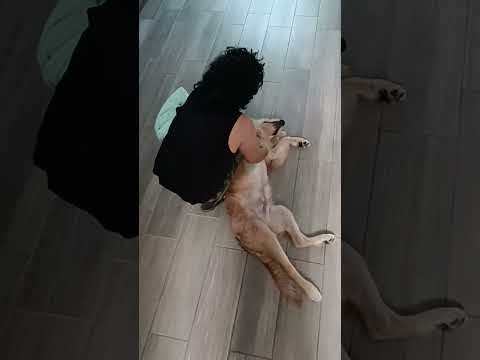 Aslan🐈 recibiendo cariño