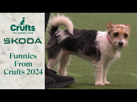 Crufts 2024 Bloopers 😂