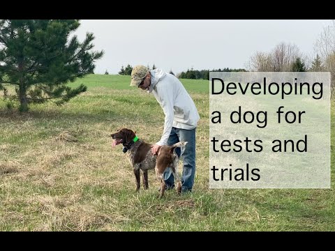 Setting and Running a Bird Course for Hunt Tests and Field Trials
