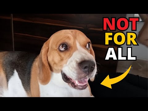 Why Beagles are the Worst Dogs?
