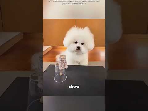 😂 Il mio cane è caduto nella stessa trappola due volte! 🐶🥤#shorts