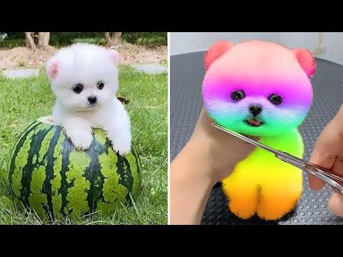 Funny animals 2022 - Cute dogs doing funny things | Funny dogs