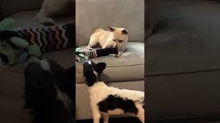 Video preview image #1 Chihuahua-Unknown Mix Puppy For Sale in Arcadia, FL, USA