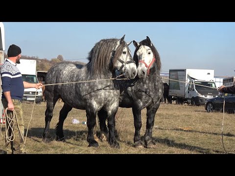 Targ expozitional de cai Ineu de Cris, Bihor 16 Noiembrie 2024 Nou!!!