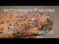 Rattlesnakes Of Arizona 9 Species Of Venomous Pit Vipers From Sonoran Desert